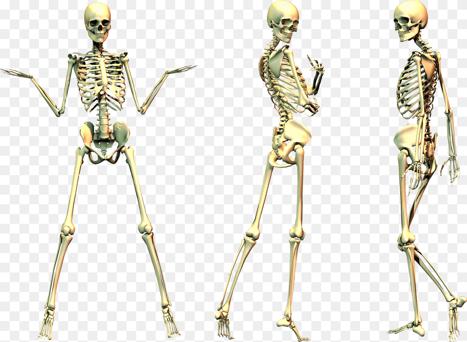 Human Skeleton Bone Spooky Skeleton No Background, Adult, Female, Male, Man Free Png