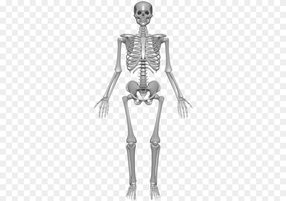 Human Skeleton Bones Skull Skeletal System, Person, Face, Head Free Png