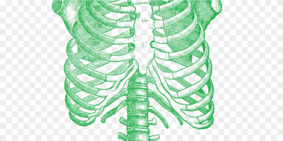 Human Skeleton Chest, Ct Scan, Person, Face, Head Free Transparent Png