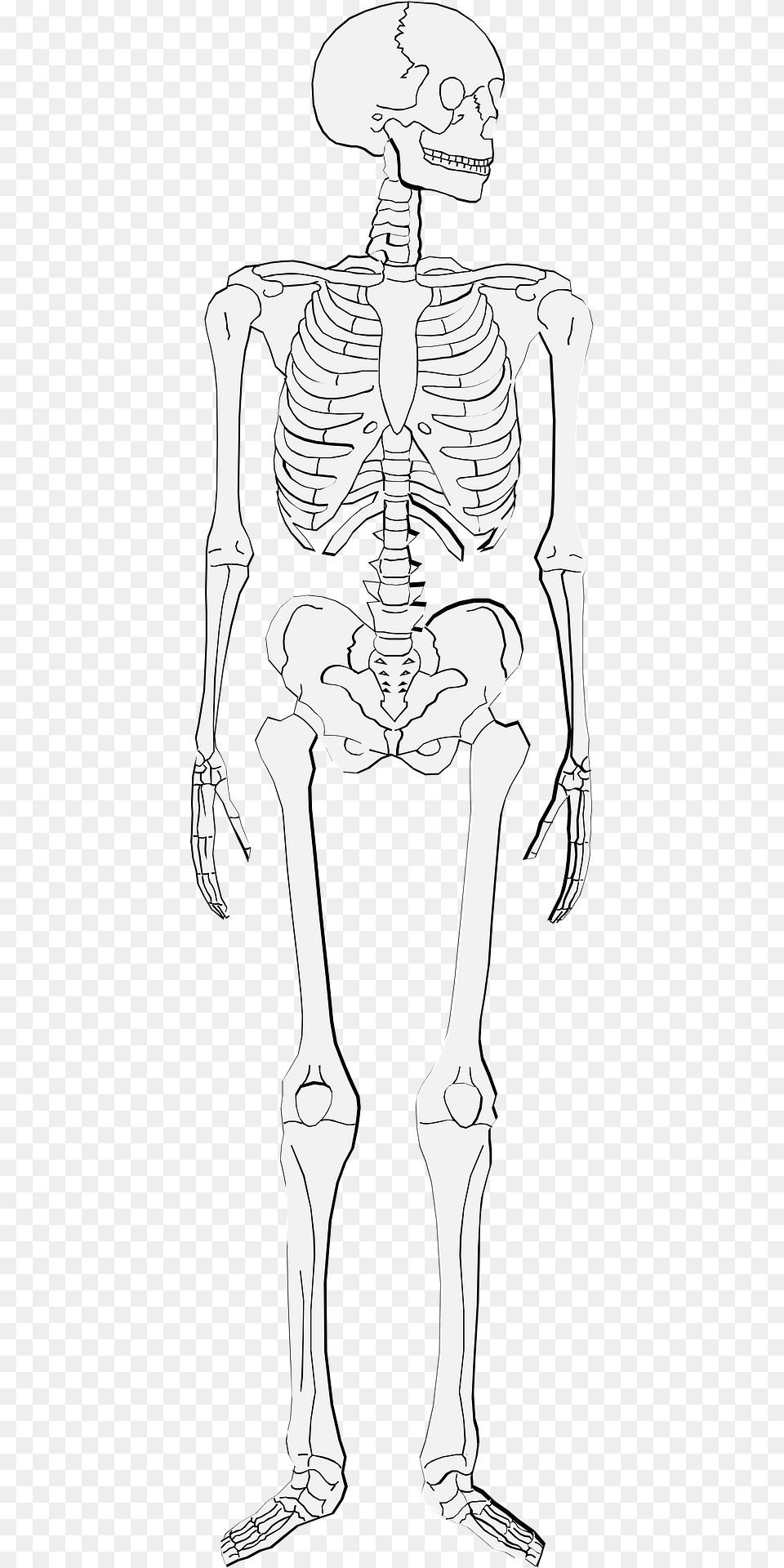Human Skeleton Clipart, Person, Face, Head Free Png
