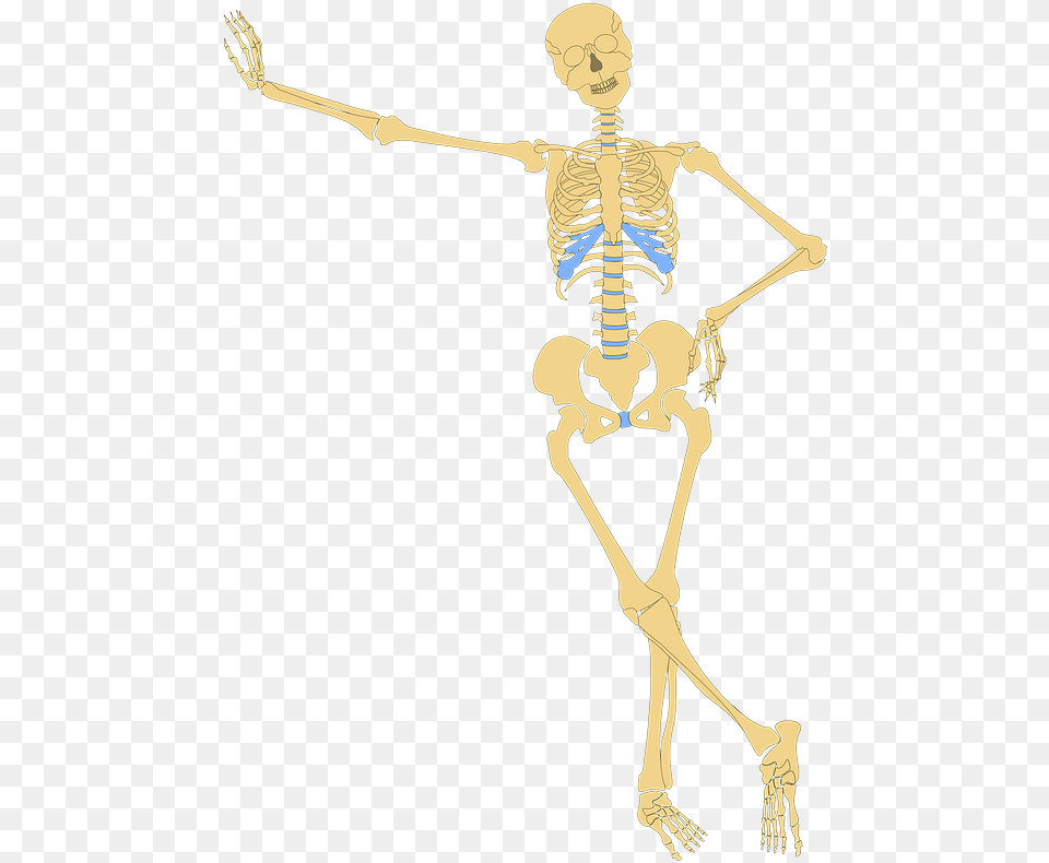 Human Skeleton Clipart Funny Skeletal System Diagram, Person, Face, Head Png Image