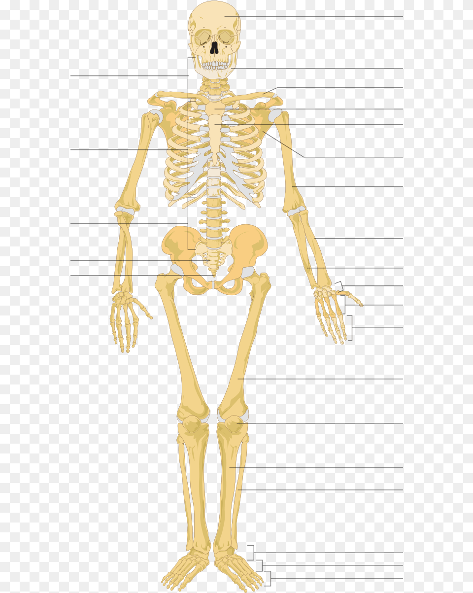 Human Skeleton Front Arrows No Labels Human Skeleton Unlabeled, Adult, Female, Person, Woman Png Image