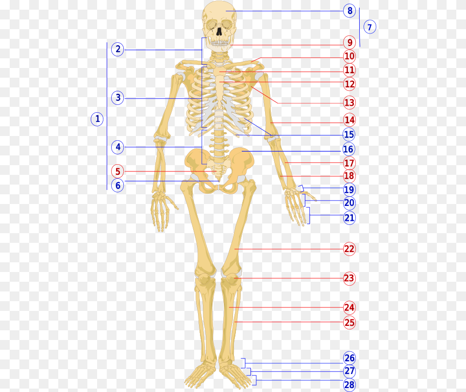 Human Skeleton Front Numbered Unlabeled Human Skeleton, Adult, Female, Person, Woman Png