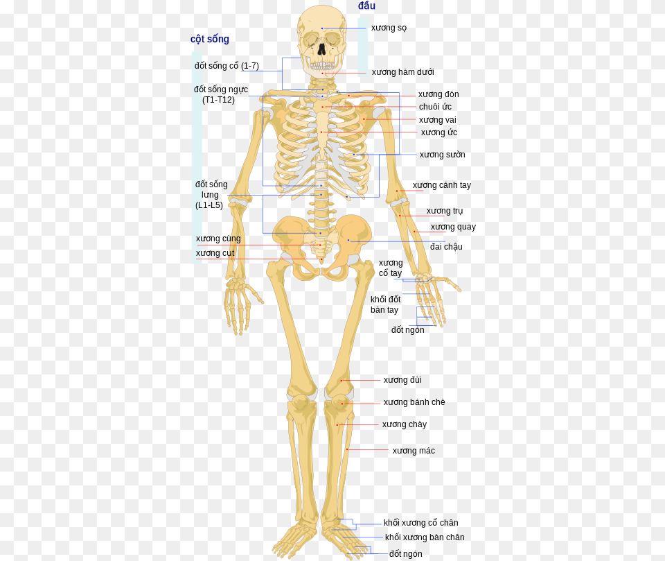 Human Skeleton Front Vi Human Skeleton, Adult, Female, Person, Woman Png