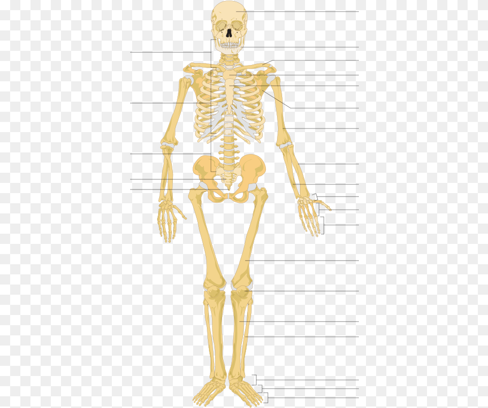 Human Skeleton Hd, Adult, Female, Person, Woman Png