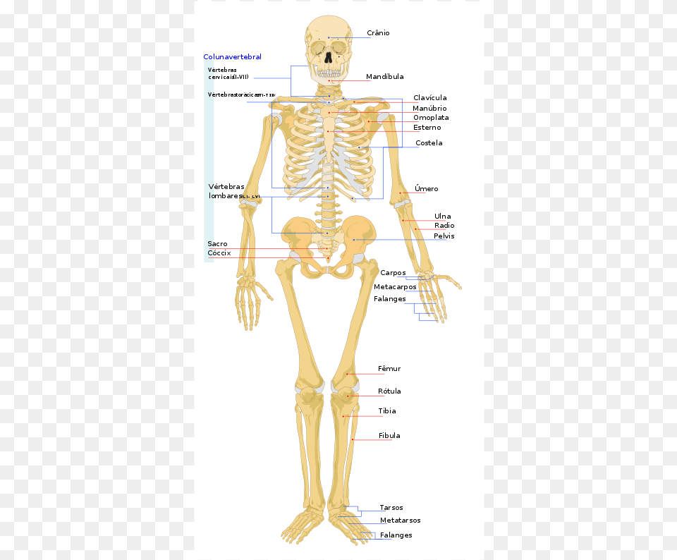 Human Skeleton Human Skeleton, Person, Baby, Face, Head Free Png Download