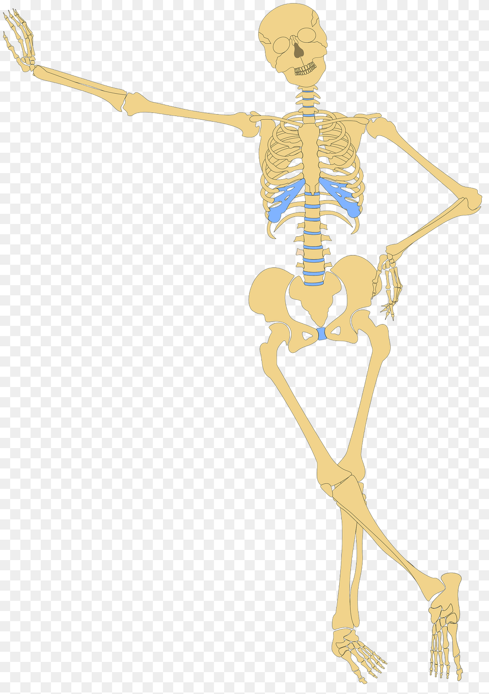 Human Skeleton Leaning Against The Wall Clipart, Person, Face, Head Free Png