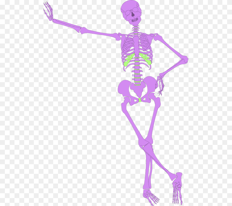 Human Skeleton Outline Human Skeleton, Person, Face, Head Png Image