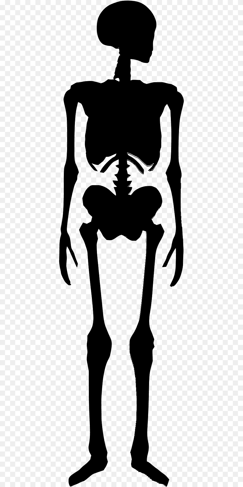 Human Skeleton Silhouette, Adult, Male, Man, Person Free Png