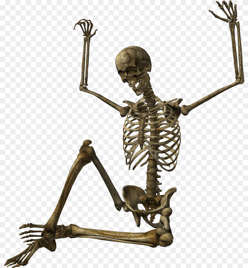 Human Skeleton Skull Skeleton Photo High Quality, Person, Head, Animal, Dinosaur Png