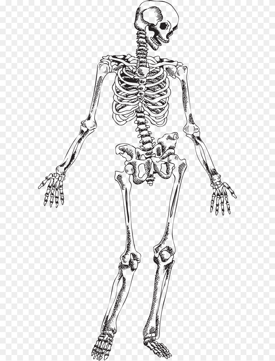 Human Skeleton Skull Skeleton Vector, Cross, Symbol, Silhouette Free Png Download