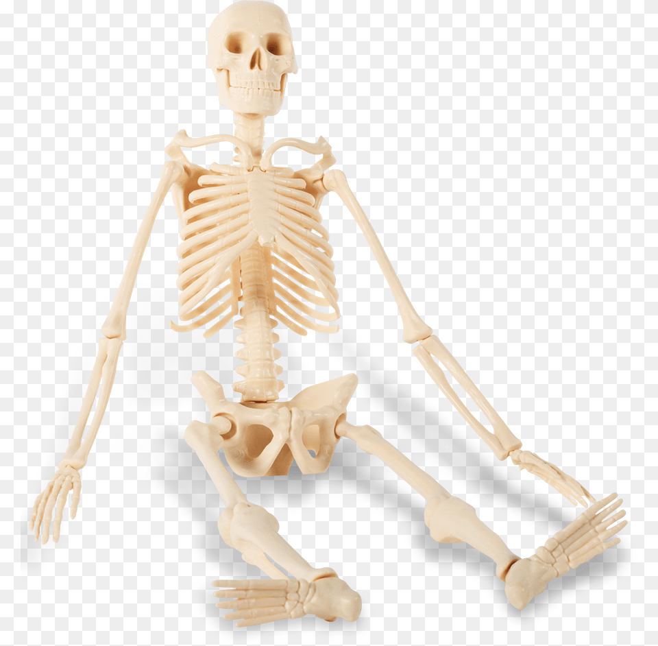 Human Skeleton Transparent Background Sitting Skeleton, Baby, Person, Face, Head Free Png