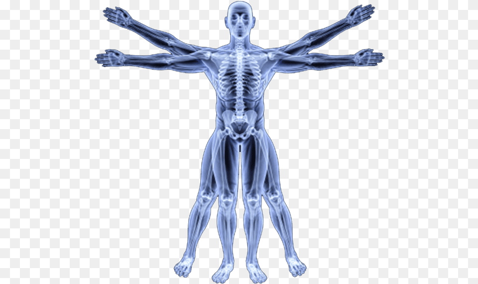 Human Skeleton Vitruvian Man Skeleton, Person, X-ray, Face, Head Free Transparent Png