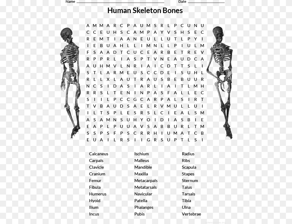 Human Skeleton Wordsearch, Silhouette, Adult, Male, Man Free Png