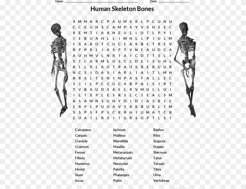 Human Skeleton Wordsearch Xbox Word Search, Silhouette, Adult, Male, Man Free Png Download