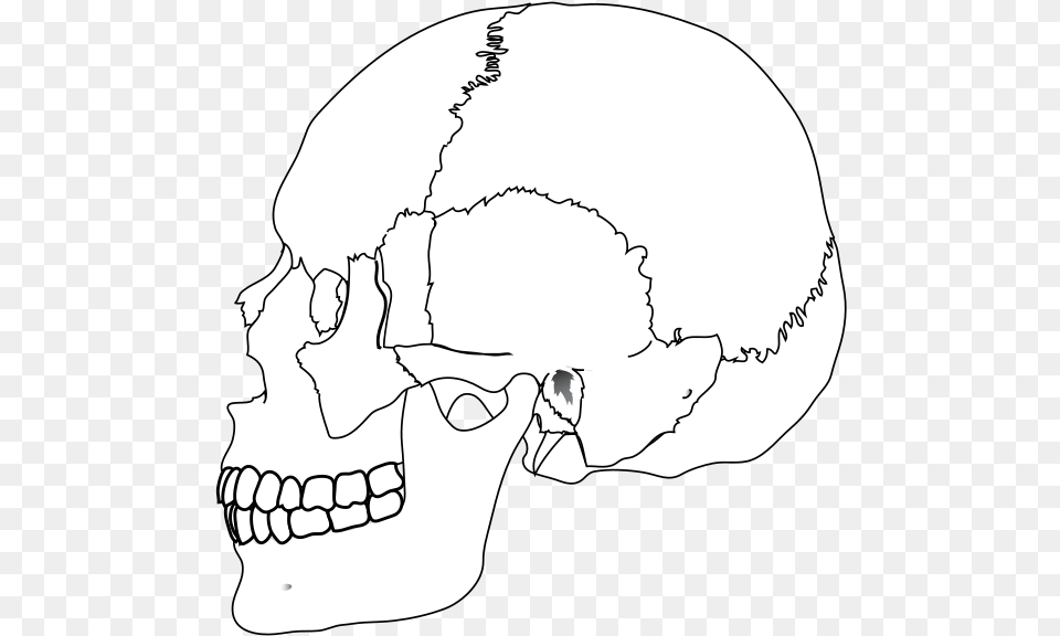 Human Skull, Baby, Person, Art, Drawing Free Png
