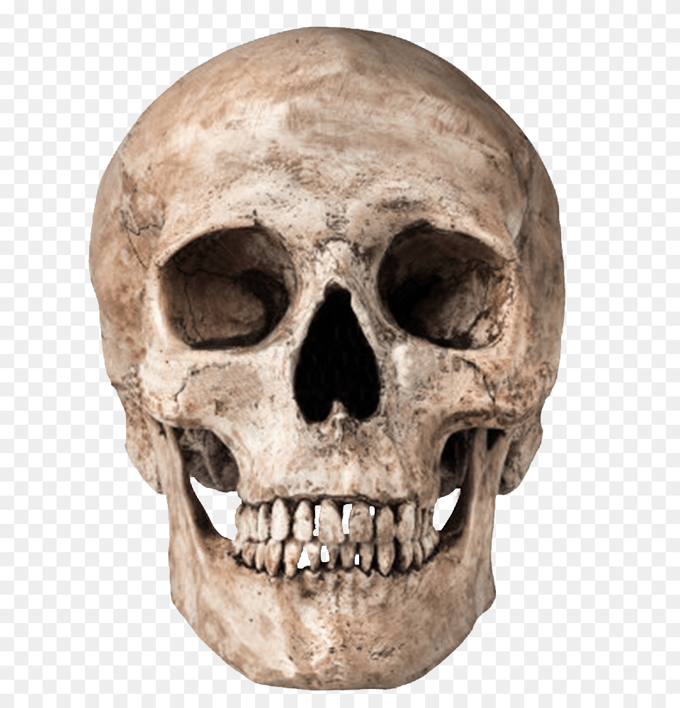 Human Skull, Head, Person, Face Free Png Download