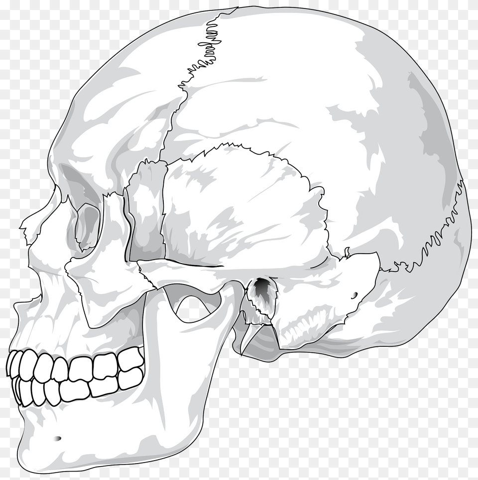 Human Skull Black And White Clipart, Art, Drawing, Head, Person Png Image