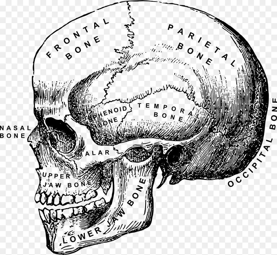 Human Skull Clipart, Art, Head, Person, Drawing Free Transparent Png