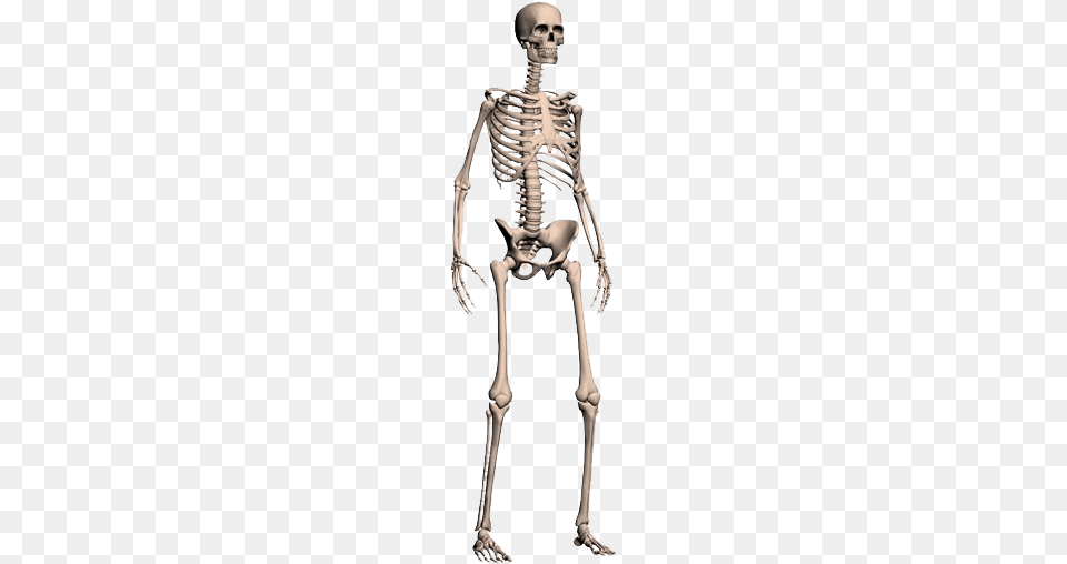 Human Skull Human Skeleton, Adult, Female, Person, Woman Png