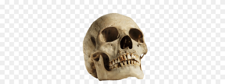 Human Skull Looking Up, Animal, Bear, Mammal, Wildlife Png Image