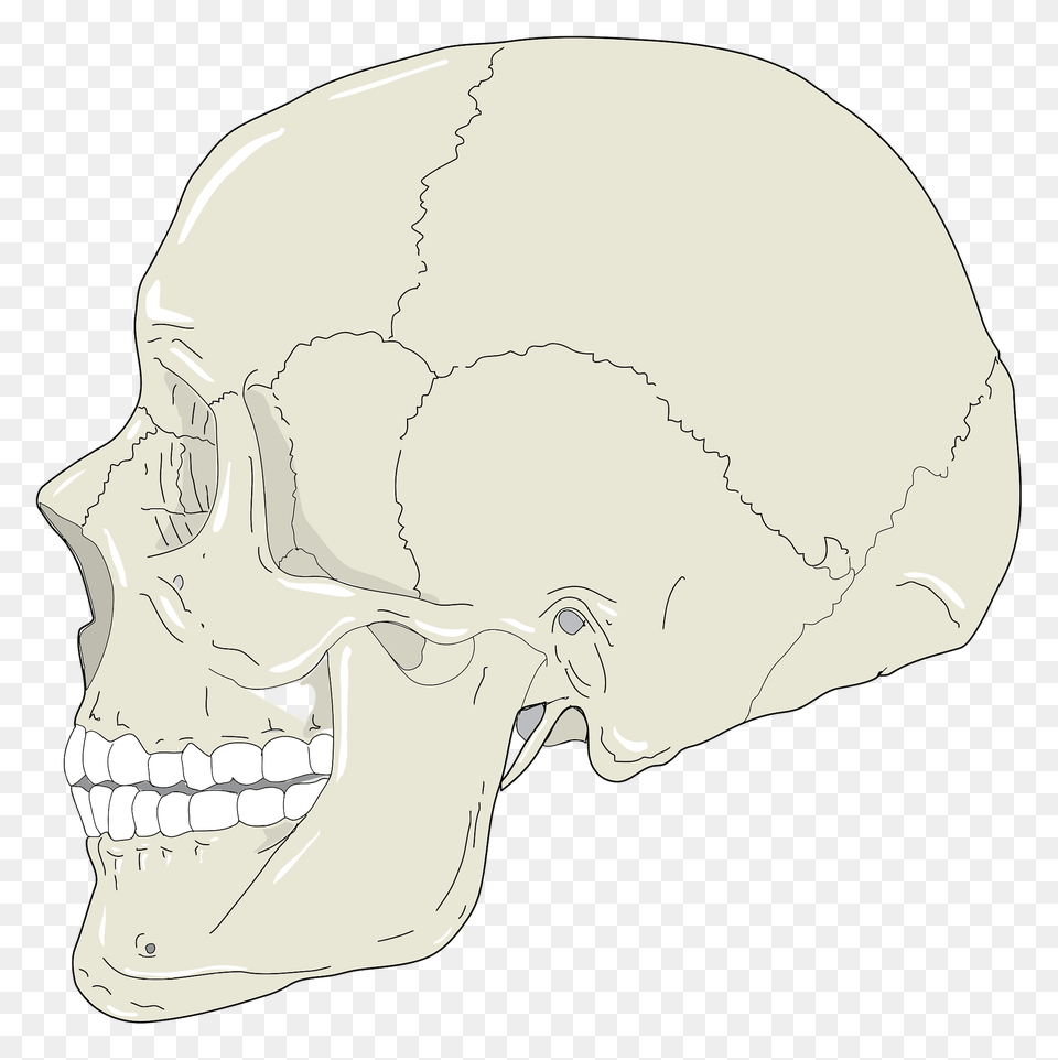 Human Skull Side View, Head, Person, Face, Art Free Png