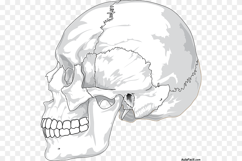 Human Skull Side View, Art, Drawing, Head, Person Free Transparent Png