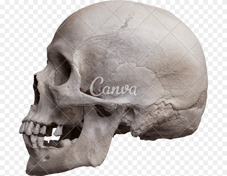 Human Skull Side View Human Skull Left Side, Head, Person, Baby, Face Png