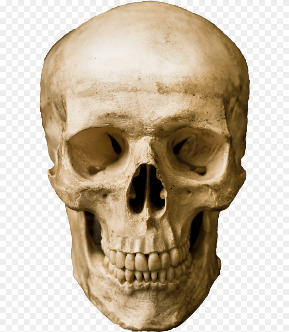 Human Skull Stock Photography Robot Real Human Skeleton In Robat Body, Person, Head, Face Free Png Download