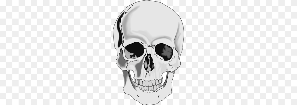Human Skull Symbolism Human Skeleton Bone, Adult, Male, Man, Person Png