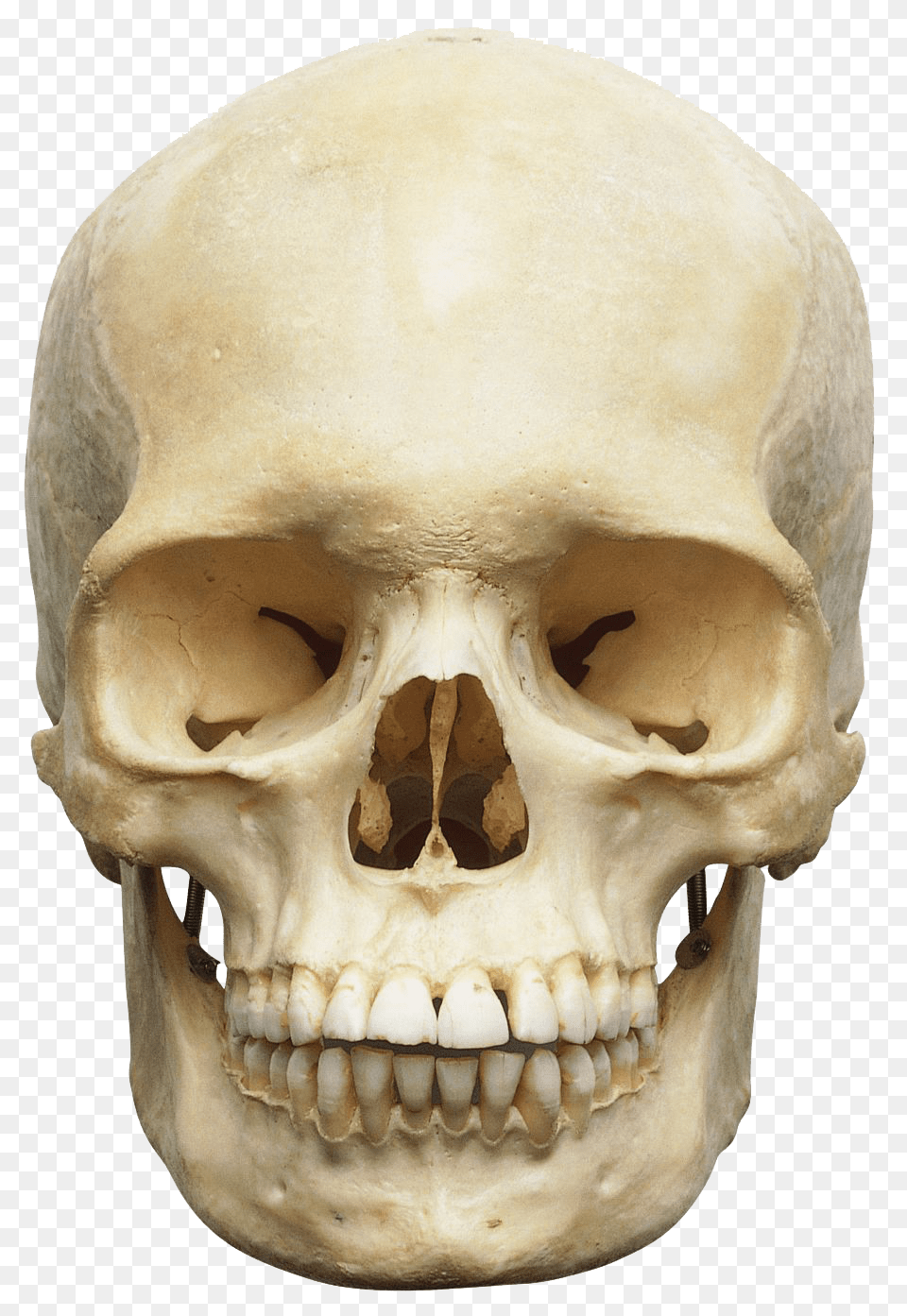 Human Skull White, Head, Person, Face Free Png Download