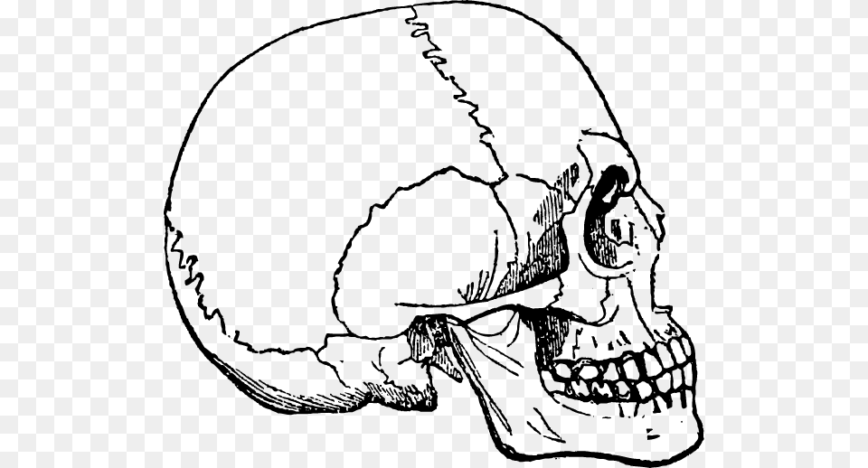Human Skulls And Skeleton Ludska Lebka, Art, Drawing, Person Free Transparent Png