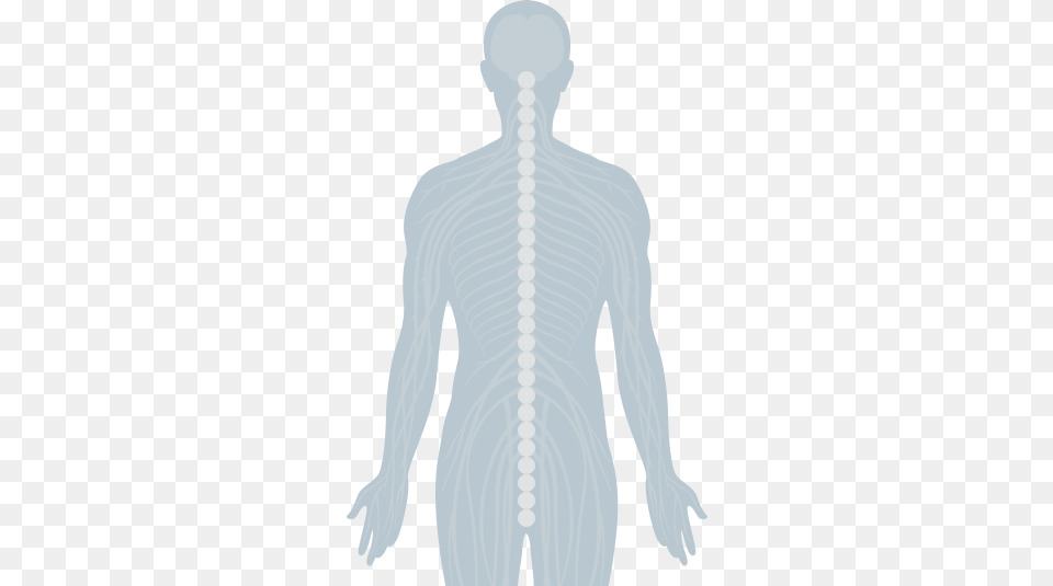 Human Spine And Central Nervous System Vertebral Column, Adult, Male, Man, Person Png