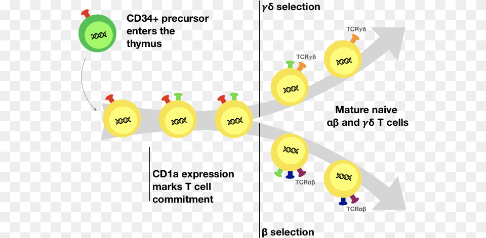 Human T Cell Development, Nature, Night, Outdoors, Ball Free Png