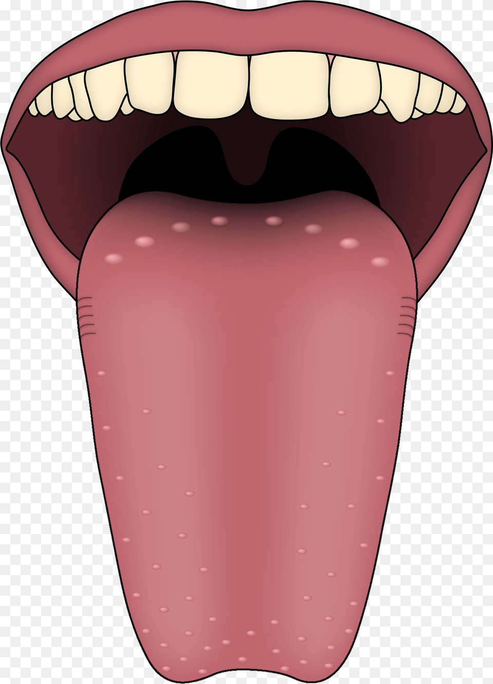 Human Tongue Image, Body Part, Mouth, Person Free Png Download