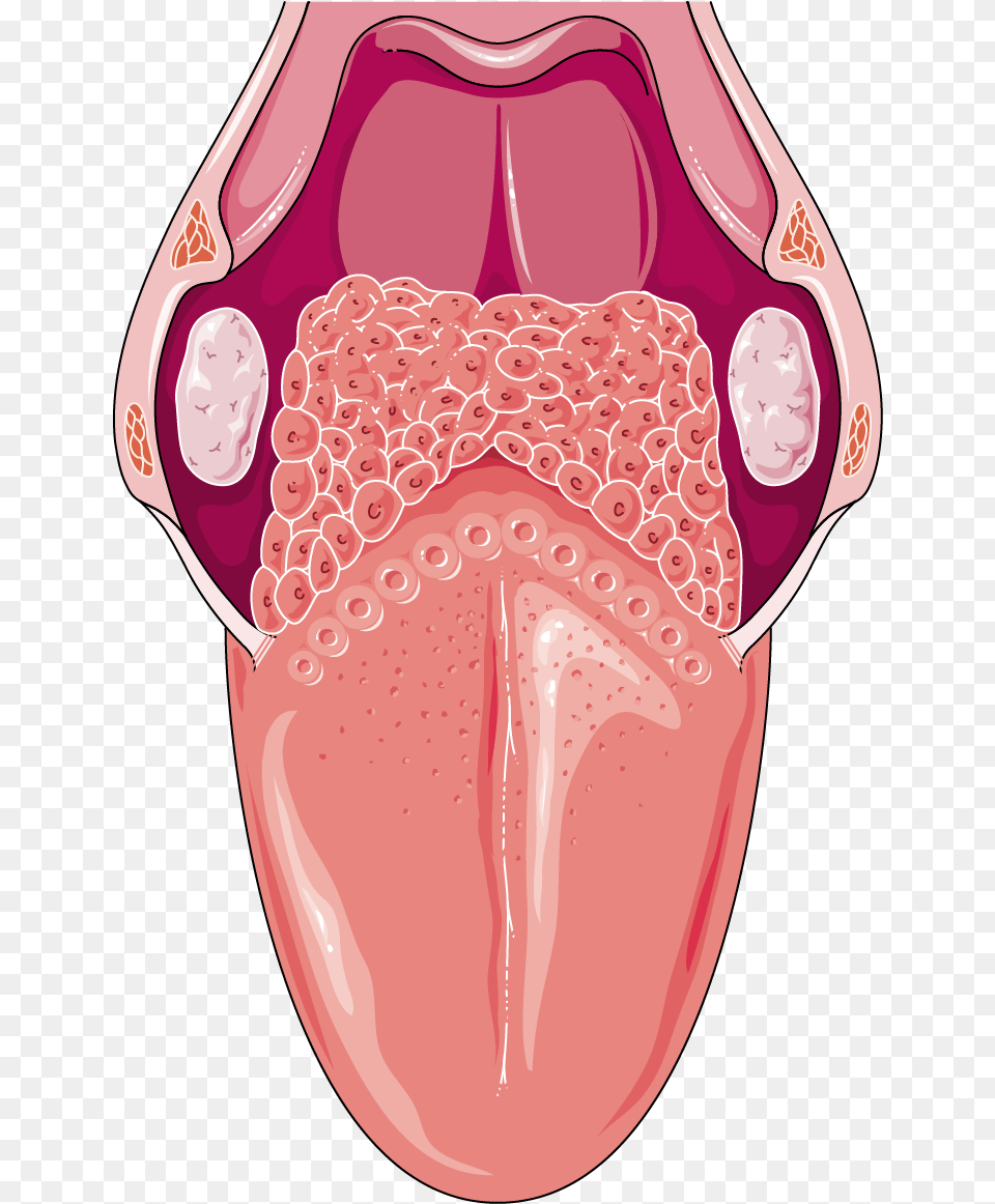 Human Tongue Picture Does The Whole Tongue Look Like, Body Part, Mouth, Person, Smoke Pipe Free Png Download