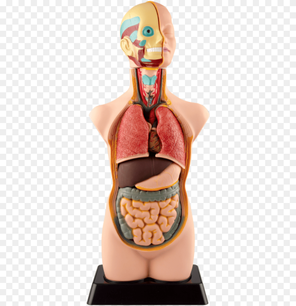 Human Torso Model Kit, Body Part, Person, Adult, Female Free Png Download