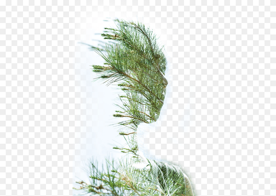 Human Tree Pond Pine, Plant, Fir, Conifer Png Image