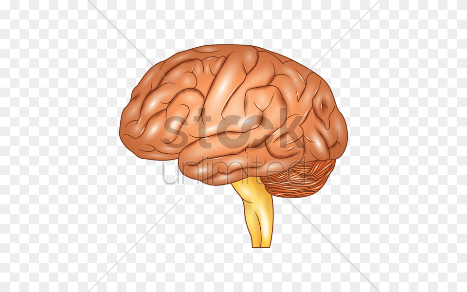 Human Vector Image Stockunlimited Graphic Brain, Food, Nut, Plant, Produce Free Png Download