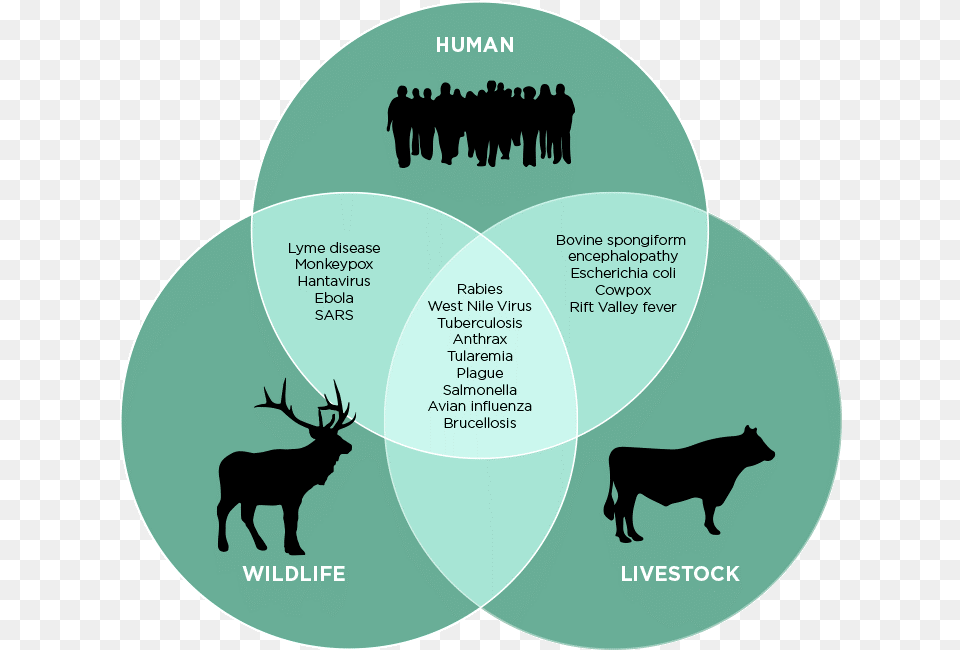 Human Wildelife Zoonosis, Diagram, Animal, Mammal, Person Free Transparent Png