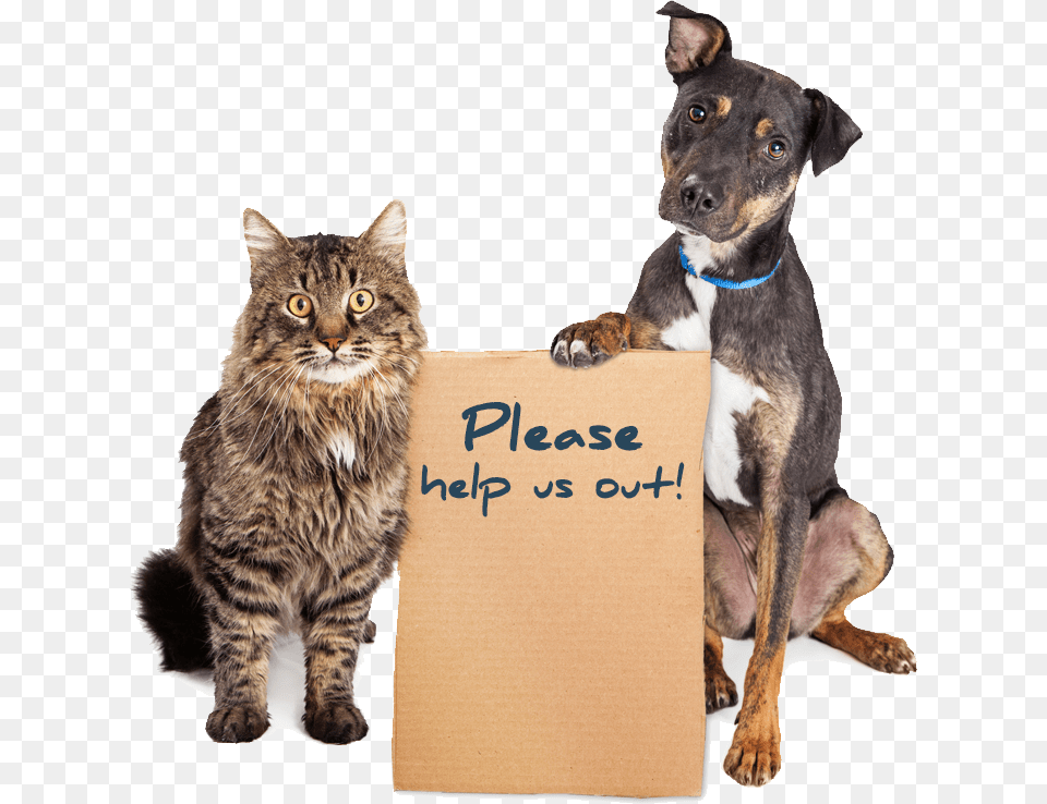 Humane Society Dogs And Cats, Animal, Canine, Dog, Mammal Png Image
