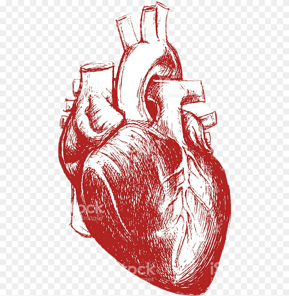 Humanheart Red Aesthetic Tumblr Anatomical Heart Heart Human For Drawing, Body Part, Hand, Person, Bag Free Png