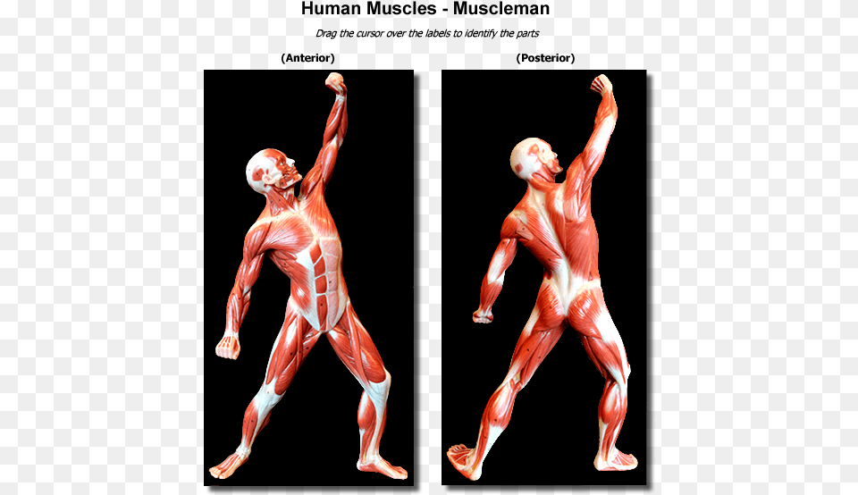 Humanmuscles Entire Anatomy, Adult, Male, Man, Person Free Png