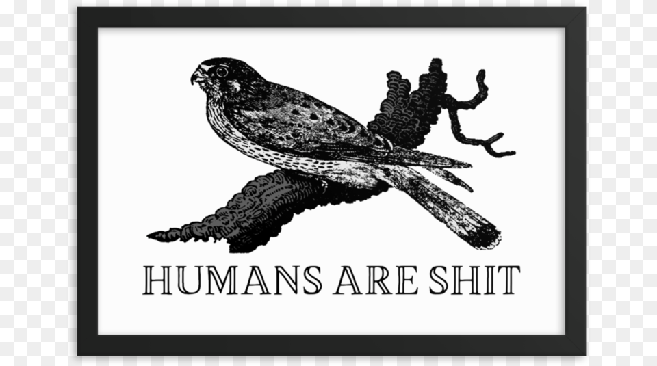 Humans Are Shit Framed Printsrcset Data Effin Birds, Animal, Bird, Blackbird, Hawk Free Transparent Png