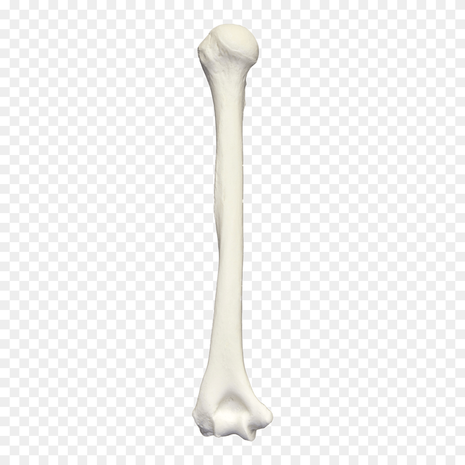 Humerus Bone, Cutlery, Spoon Png