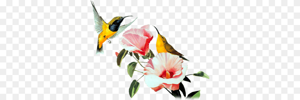 Hummers Flws Drawing, Animal, Bird, Finch, Flower Free Transparent Png