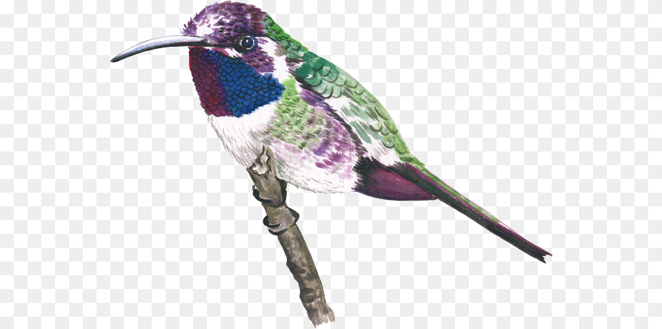 Humming Bird, Animal, Beak, Hummingbird Free Png