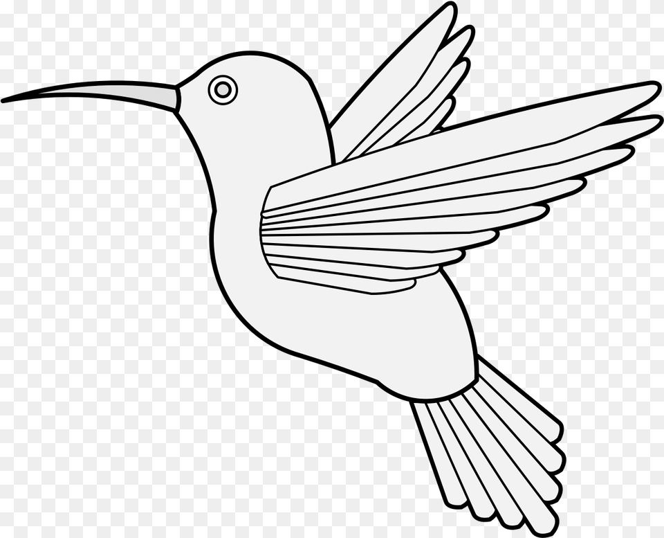 Humming Bird, Animal, Flying, Hummingbird Free Png Download