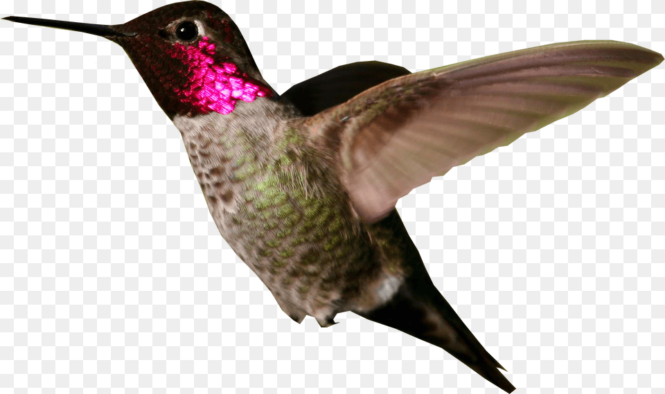 Hummingbird, Animal, Bird Free Transparent Png