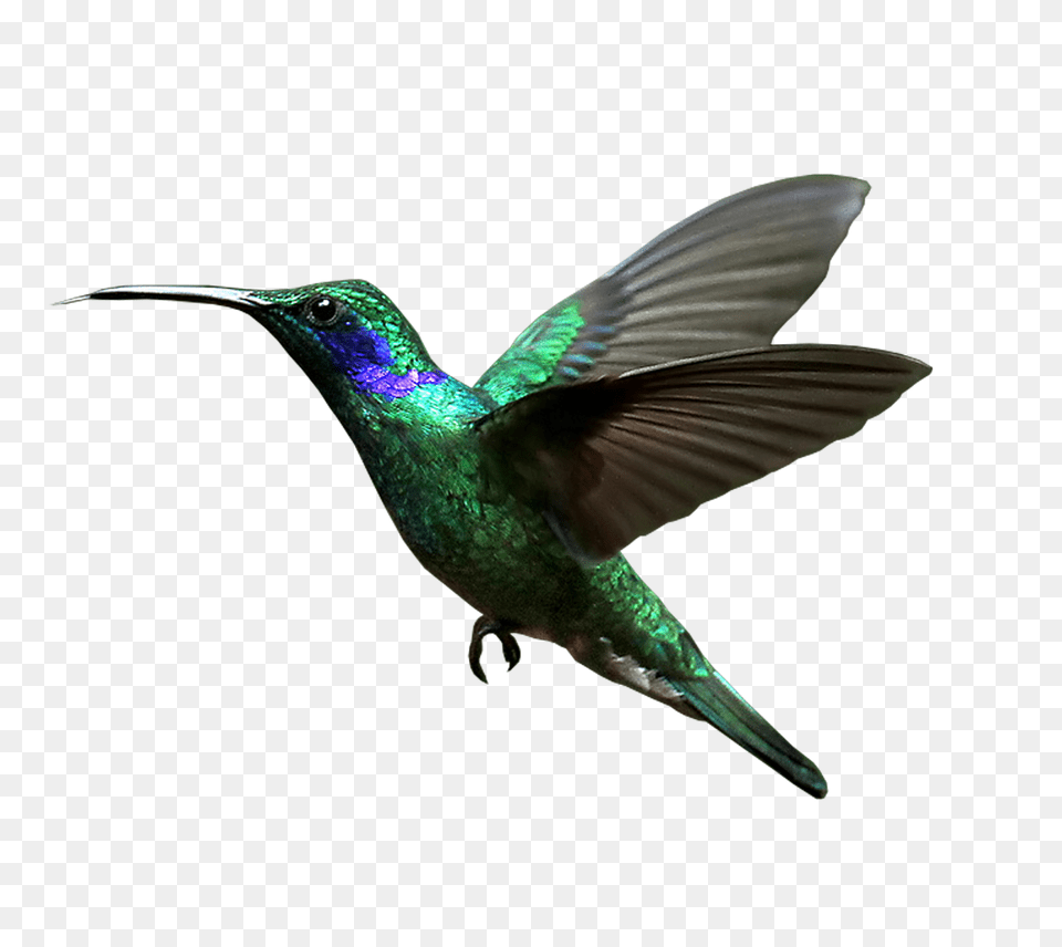 Hummingbird, Animal, Bird, Bee Eater Png